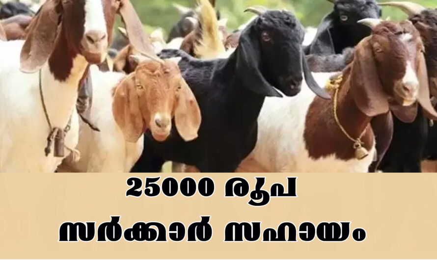 ആട് വളർത്താൻ 25000 രുപ വരെ ലഭിക്കും