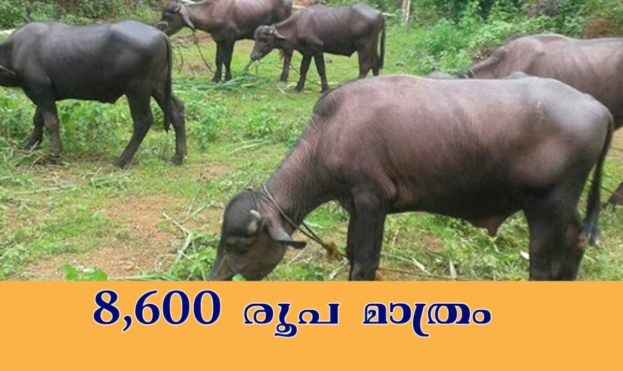 8000 രൂപയ്ക്ക് പോത്തിൻകുട്ടികൾ