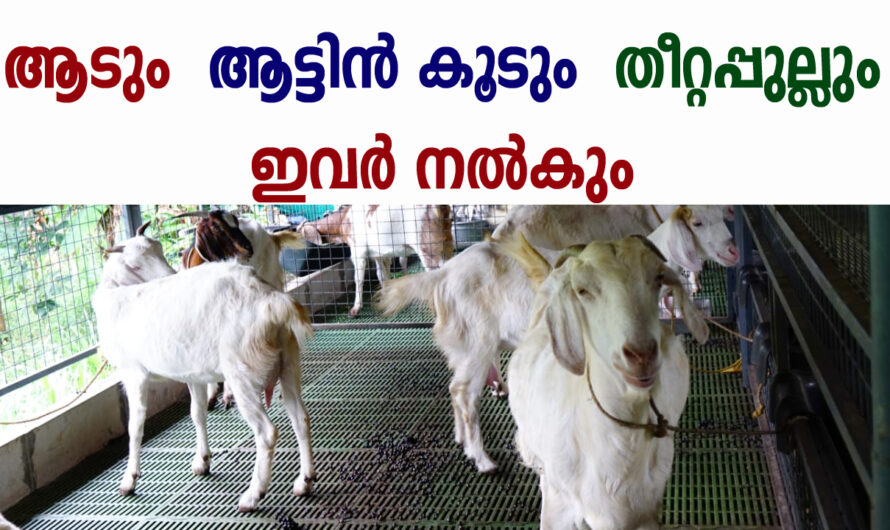 ആടും ആട്ടിന്‍ കൂടും തീറ്റപ്പുല്ലുമടക്കം ലഭിക്കും