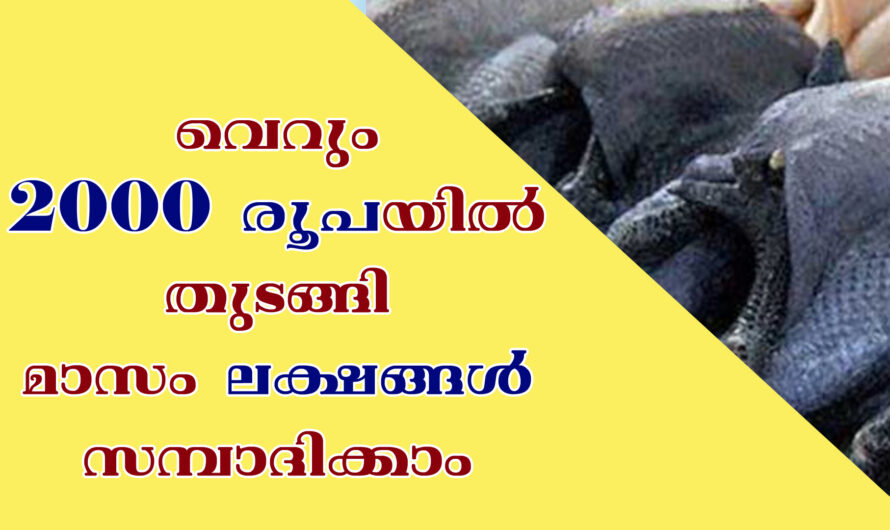 വെറും 2000 തുടങ്ങാവുന്ന ബിസിനസ്