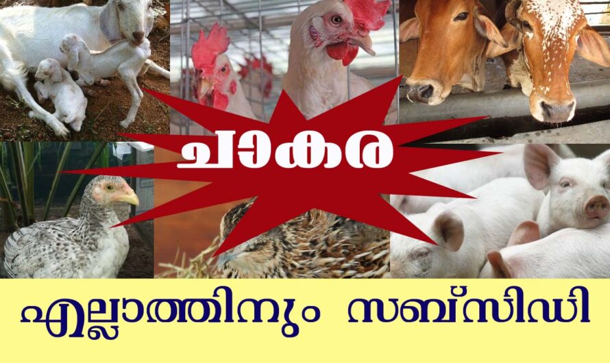 മൃഗസംരക്ഷണ രംഗത്ത് ലഭിക്കുന്ന ധനസഹായങ്ങൾ