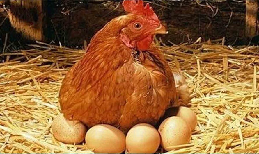 ഒരു മുട്ടക്കോഴിക്ക് 100 രൂപ സബ്‌സിഡി