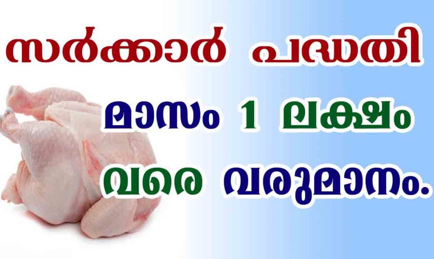 കോഴി ഇറച്ചികട തുടങ്ങാം