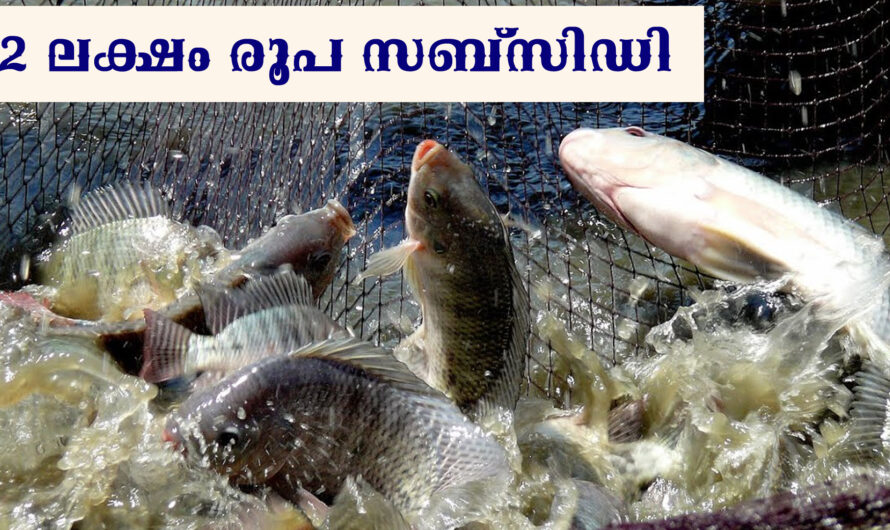 മത്സ്യകൃഷിക്ക് രണ്ട് ലക്ഷം രൂപ സബ്സിഡി