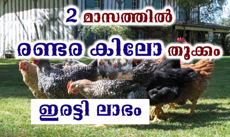 ടെറസിൽ വിജയകരമായി കോഴി കൃഷി