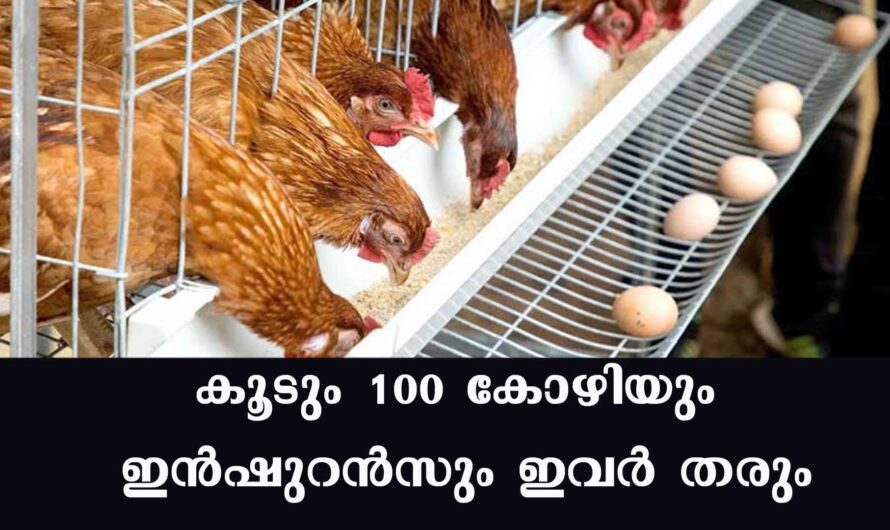 കോഴി ഫാം ആരംഭിക്കാം