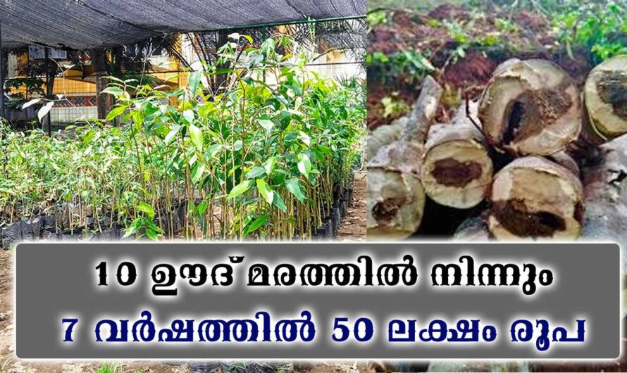 ഊദ് കൃഷിയിൽ നിന്നും ഞെട്ടിക്കുന്ന വരുമാനം.