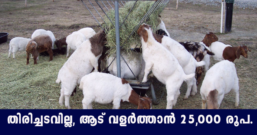 kerala government scheme for goat farming