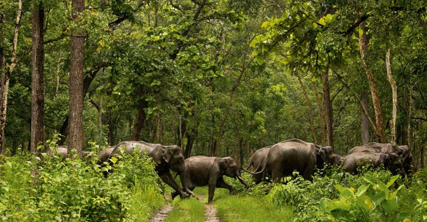 Kerala Forest Department job openings