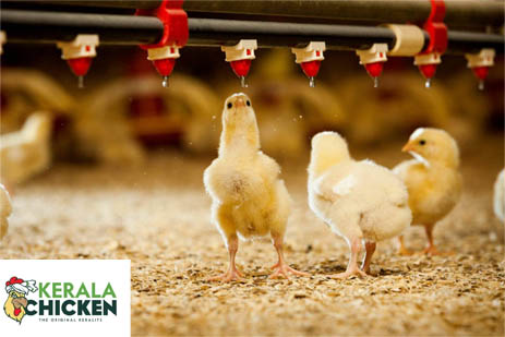 Job At Kudumbashree Broiler Farmers Producers Company Limited