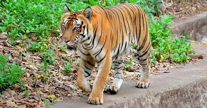 Job vacancies in Thrissur Zoological Park.